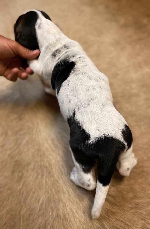Basset Hound Puppies-1 male available (Willie) media 5