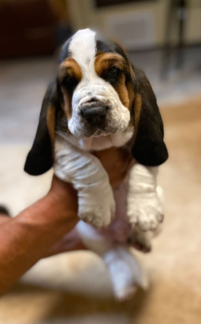 Basset Hound Puppies-1 male available (Willie) media 4