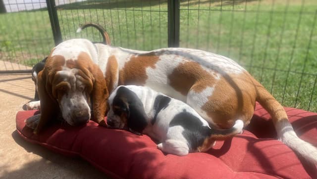 Basset Hound Puppies-1 male available (Willie) media 9