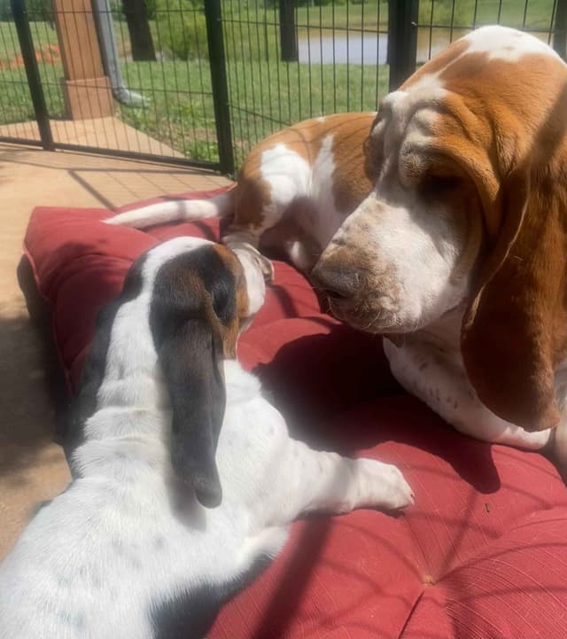 Basset Hound Puppies-1 male available (Willie) media 8