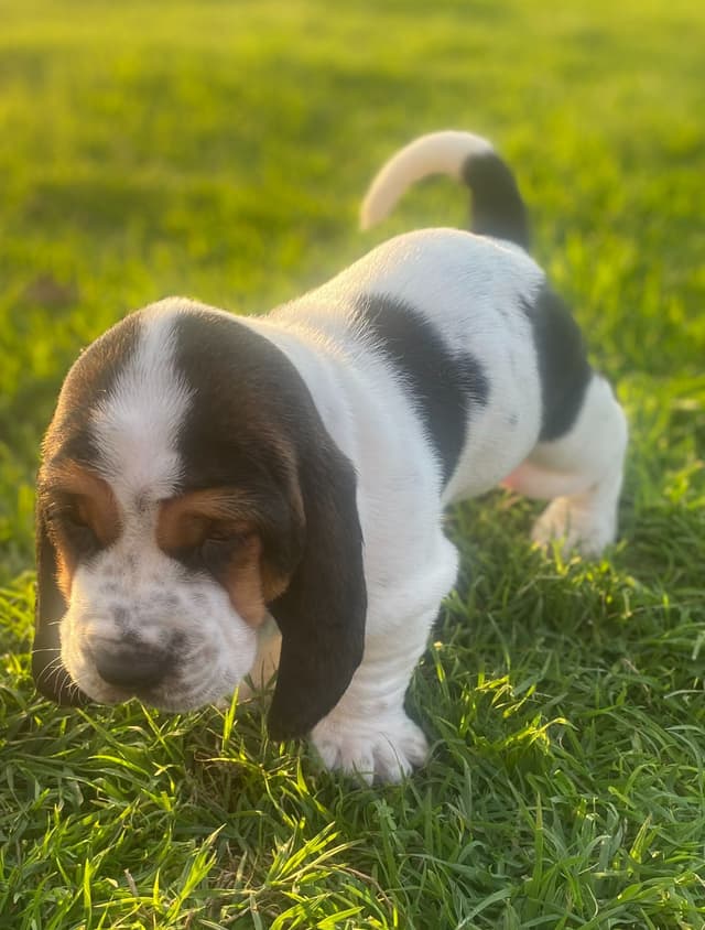 Basset Hound Puppies-1 male available (Willie) media 6