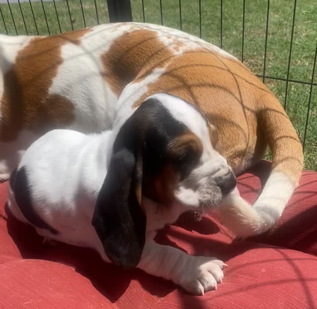 Basset Hound Puppies-1 male available (Willie) media 7