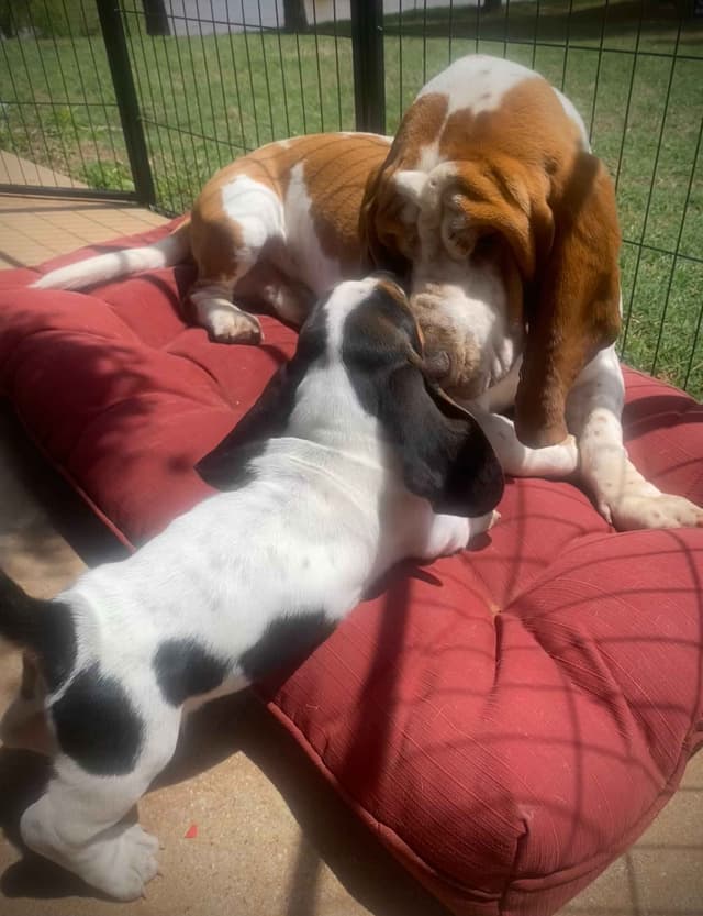 Basset Hound Puppies-1 male available (Willie) media 10