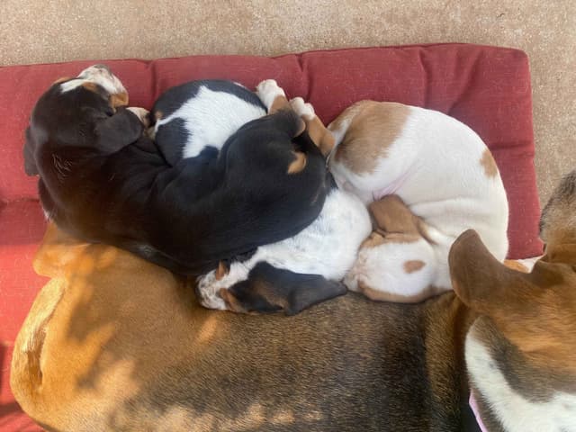 Basset Hound Puppies-1 male available (Willie) media 12