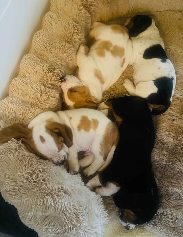 Basset Hound Puppies-1 male available (Willie) media 13