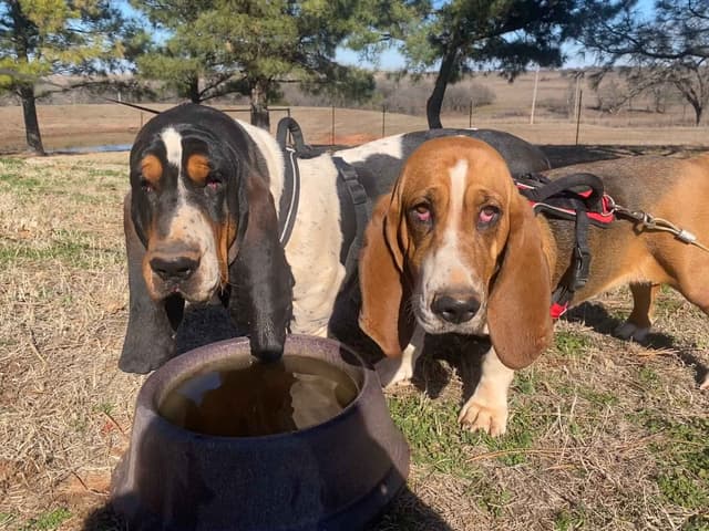 Basset Hound Puppies-1 male available (Willie) media 15