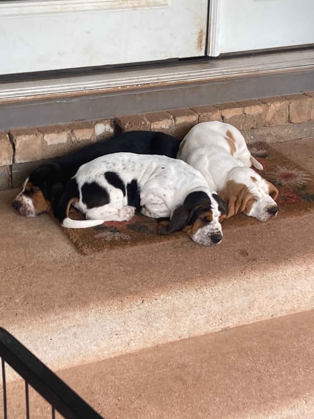 Basset Hound Puppies-1 male available (Willie) media 16