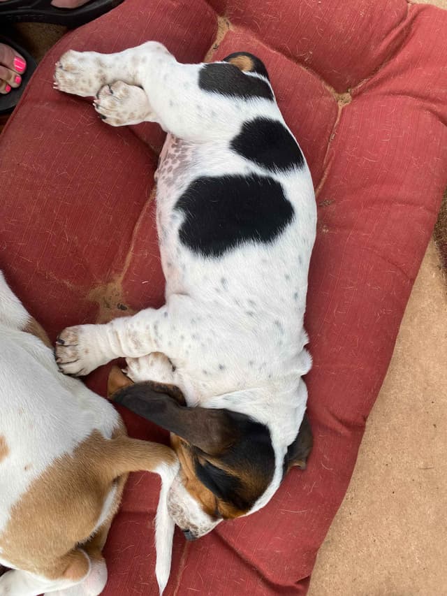 Basset Hound Puppies-1 male available (Willie) media 18