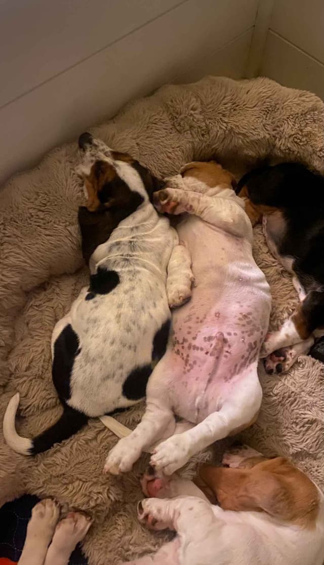 Basset Hound Puppies-1 male available (Willie) media 17