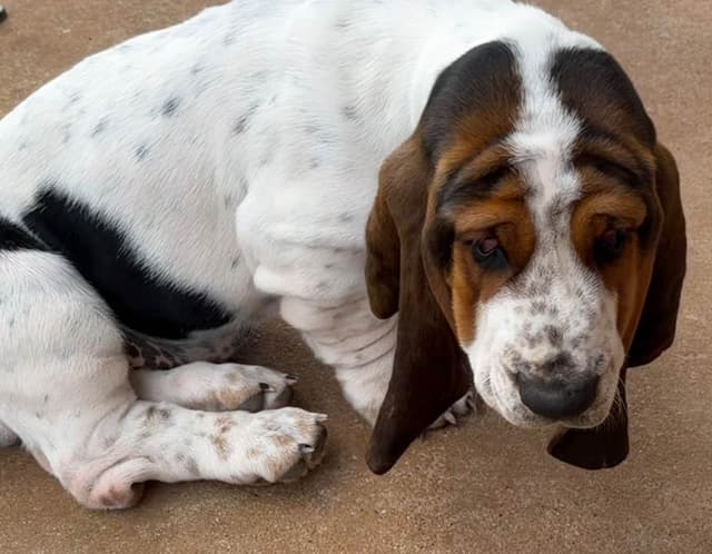 Basset Hound Puppies-1 male available (Willie) media 20