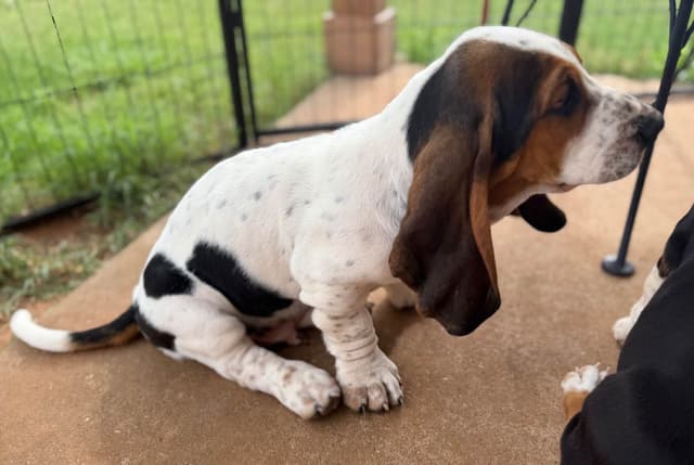 Basset Hound Puppies-1 male available (Willie) media 19