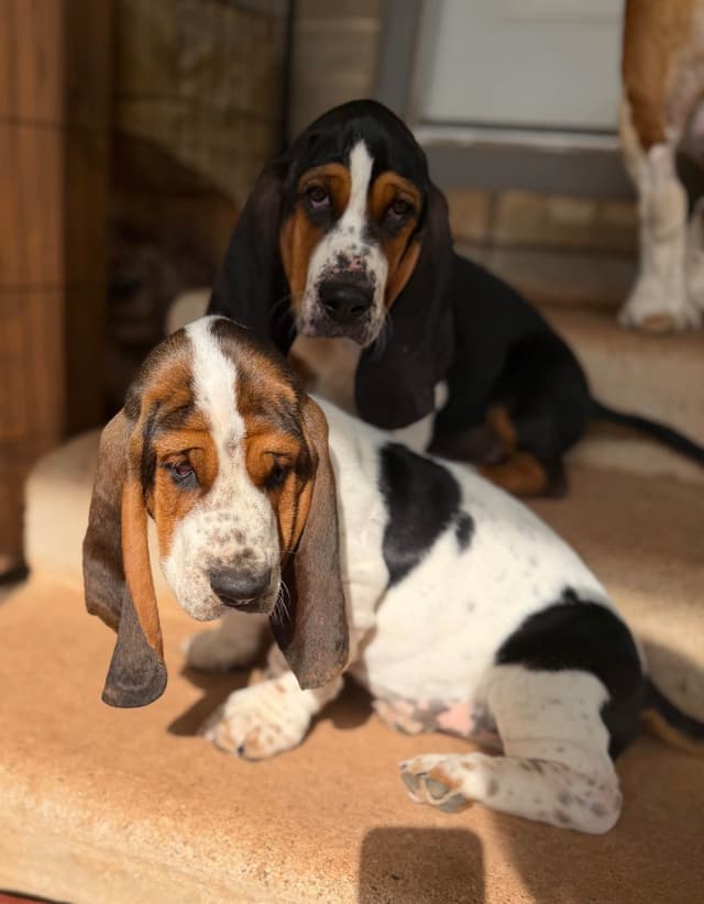 Basset Hound Puppies-1 male available (Willie) media 24