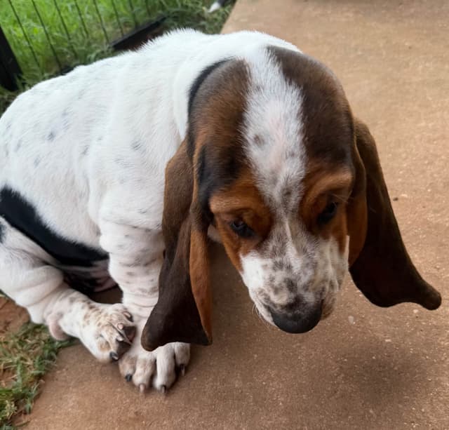Basset Hound Puppies-1 male available (Willie) media 21