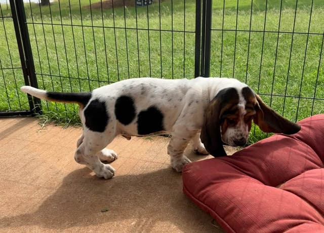 Basset Hound Puppies-1 male available (Willie) media 22