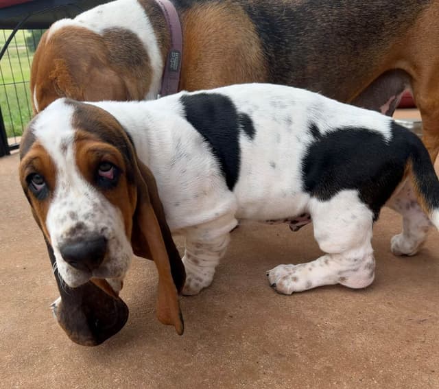Basset Hound Puppies-1 male available (Willie) media 23