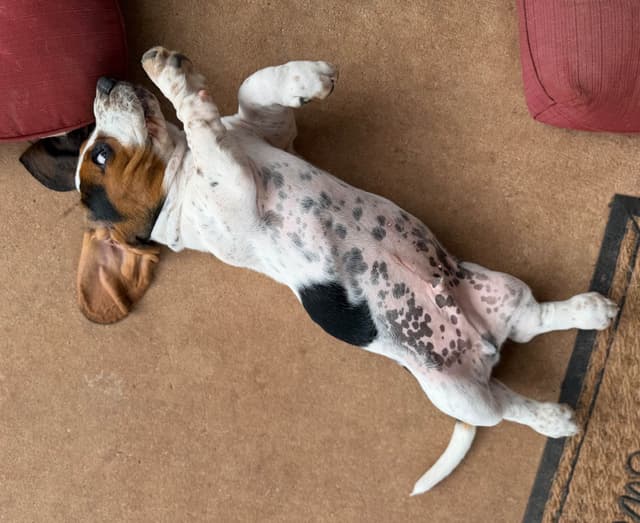 Basset Hound Puppies-1 male available (Willie) media 3