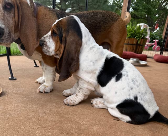 Basset Hound Puppies-1 male available (Willie) media 2