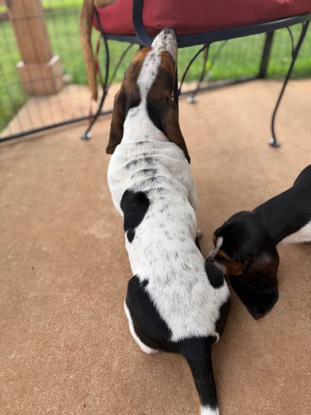 Basset Hound Puppies-1 male available (Willie) media 25