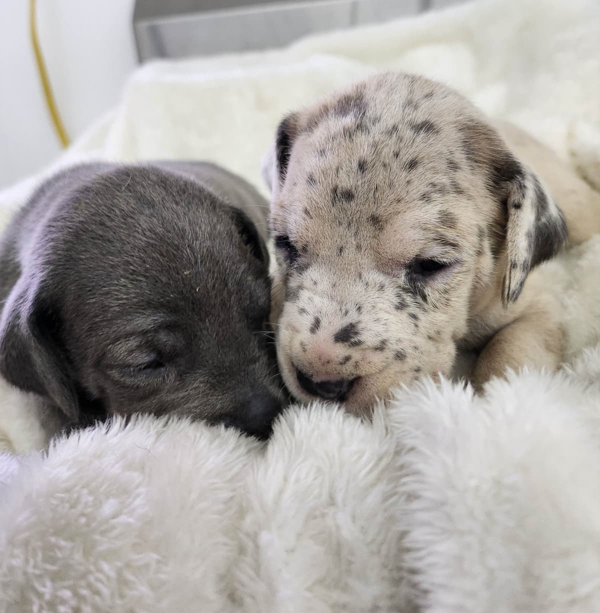 Great Dane Puppies breeder image 2
