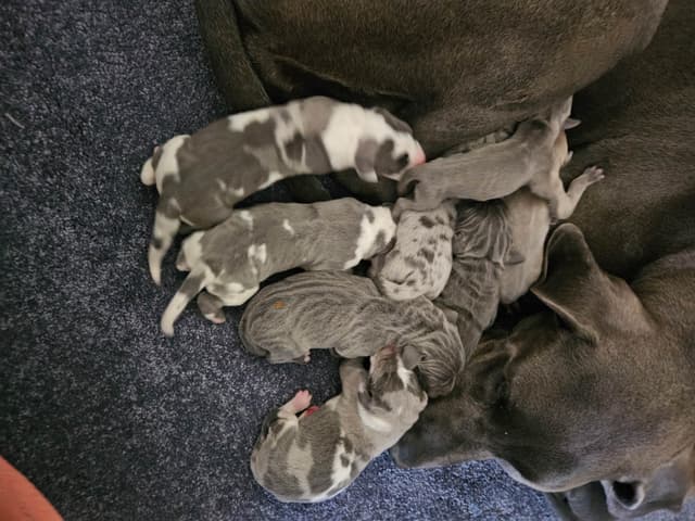 Great Dane Puppies media 2