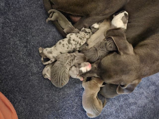Great Dane Puppies media 3