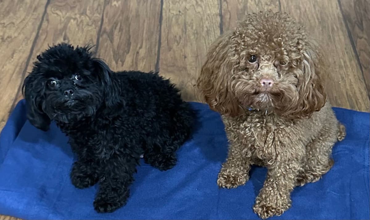 Toy Poodle Female Puppy breeder image 6