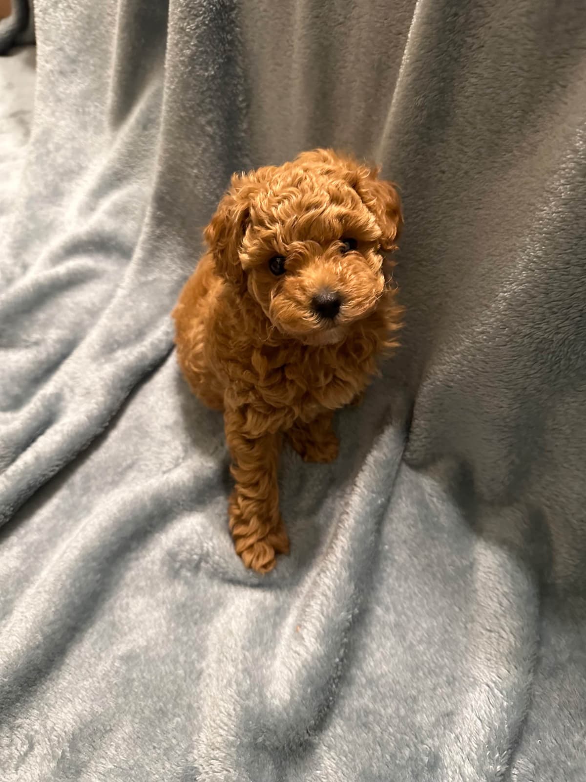 Toy Poodle Female Puppy breeder image 1