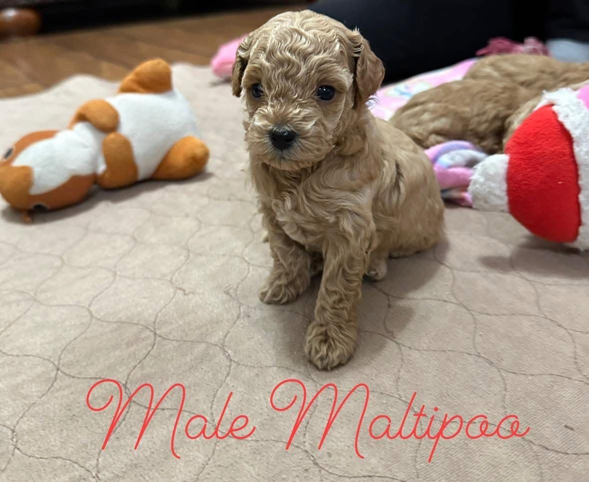 Toy Poodle Female Puppy breeder image 5