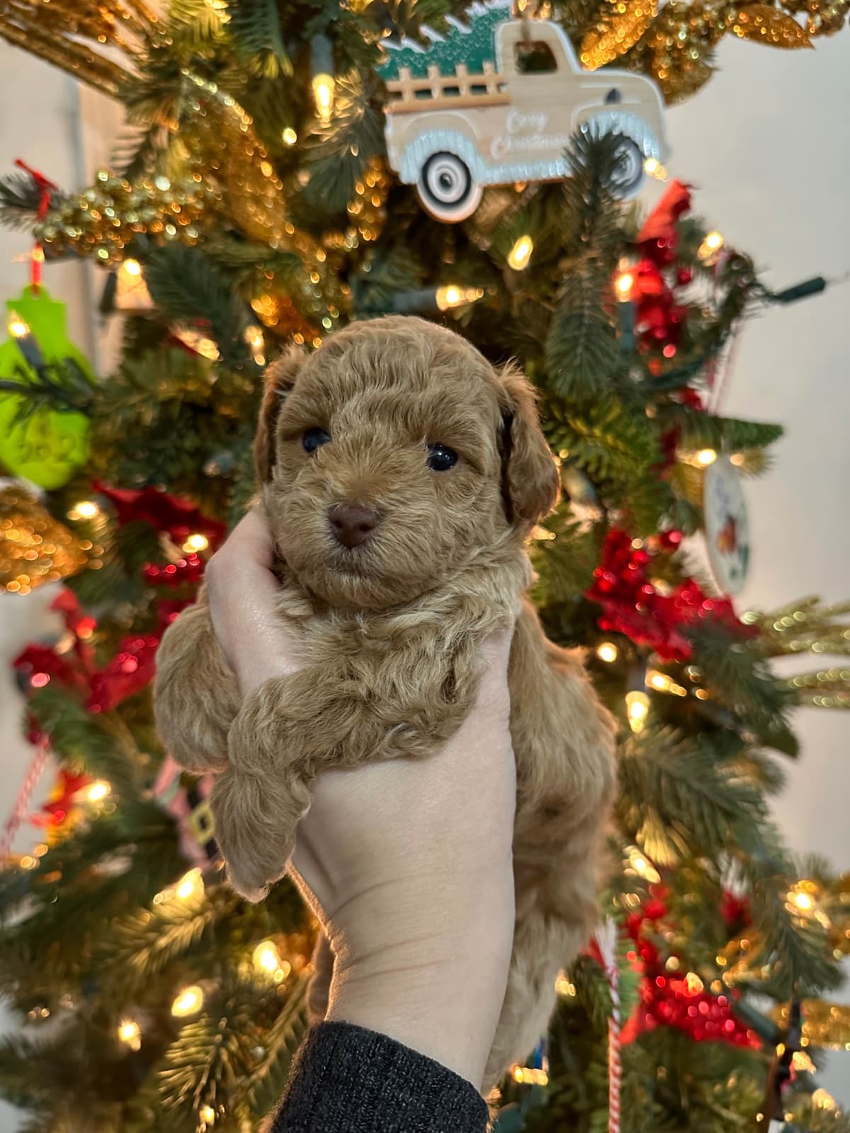 Toy Poodle Female Puppy breeder image 2