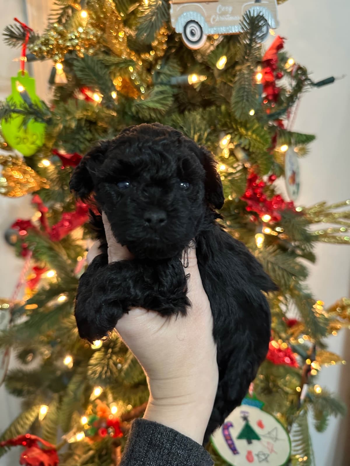 Toy Poodle Female Puppy breeder image 3