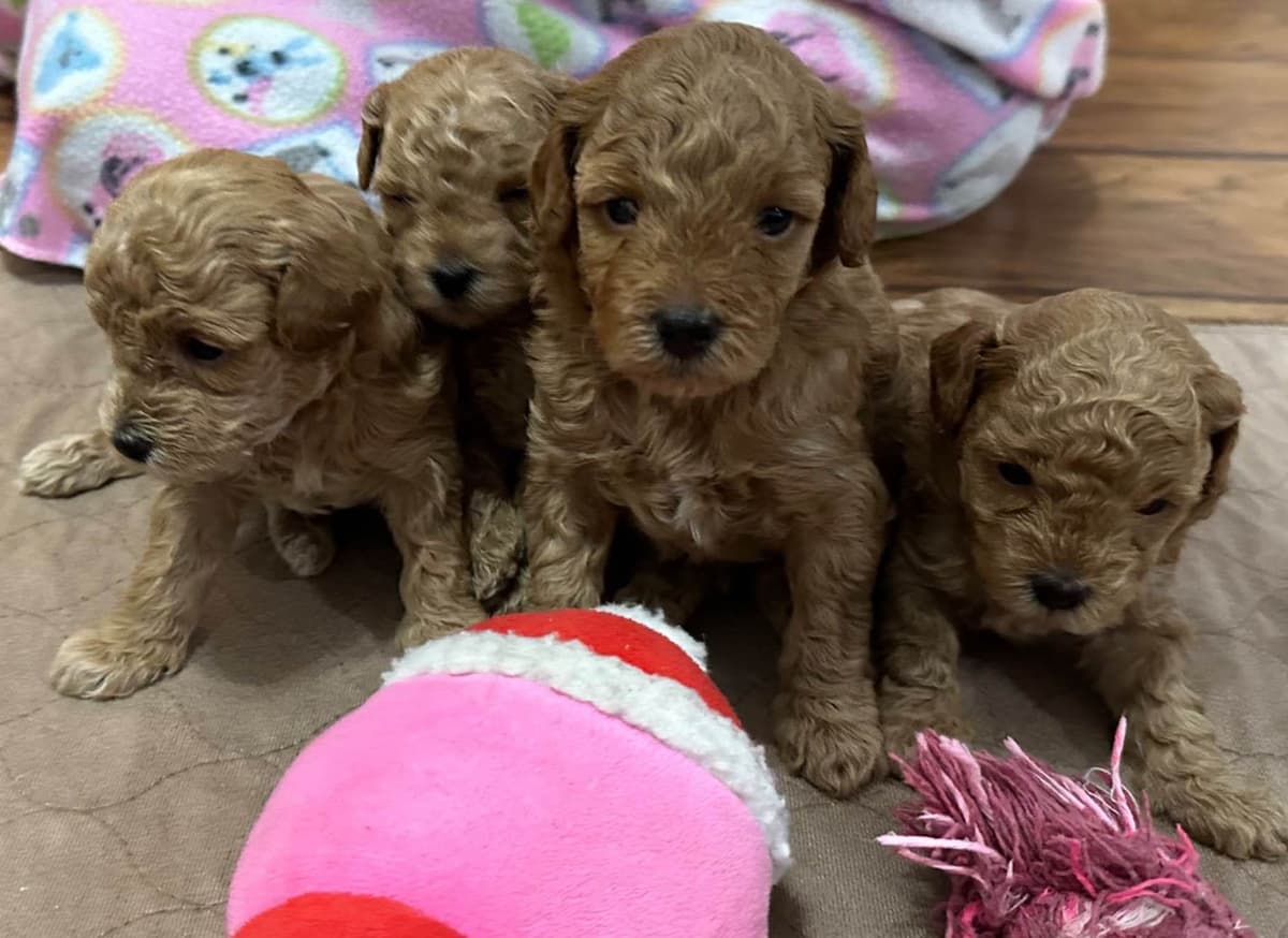 Toy Poodle Female Puppy breeder image 4