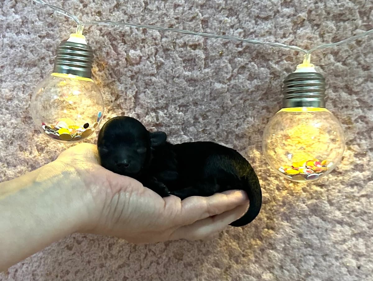 Toy Poodle Female Puppy breeder image 8