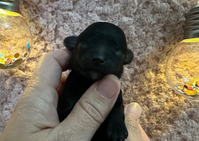 Toy Poodle Female Puppy media 7