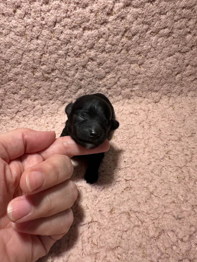 Toy Poodle Female Puppy media 9