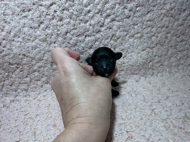 Toy Poodle Female Puppy media 10
