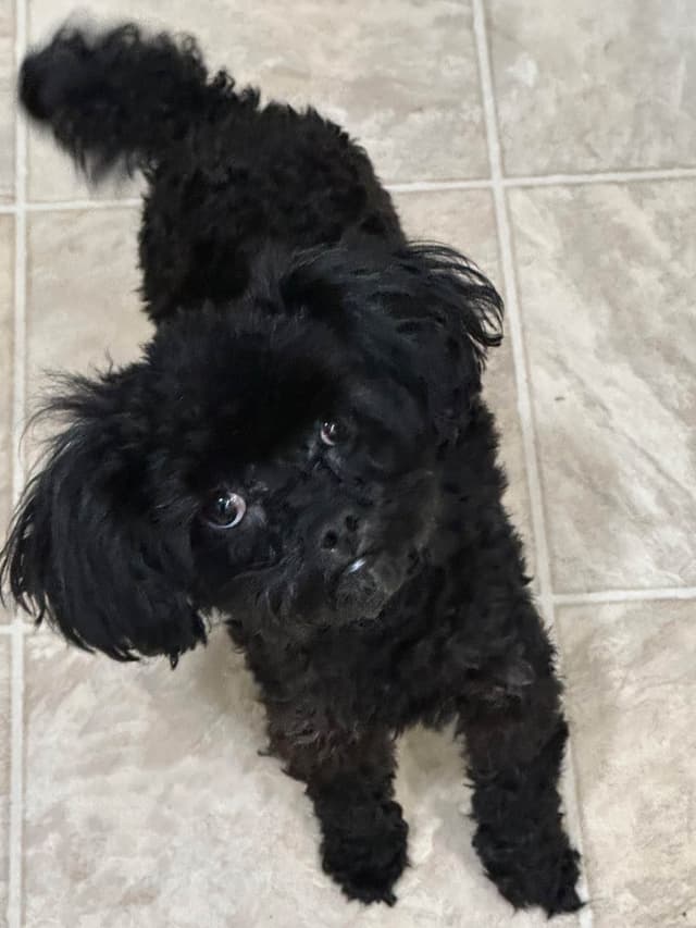 Toy Poodle Female Puppy media 12