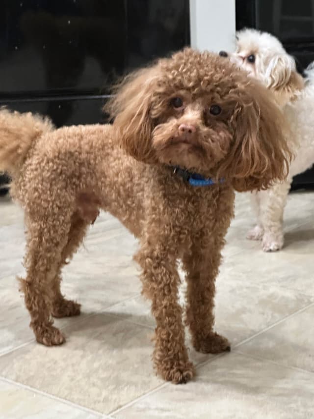 Toy Poodle Female Puppy media 13