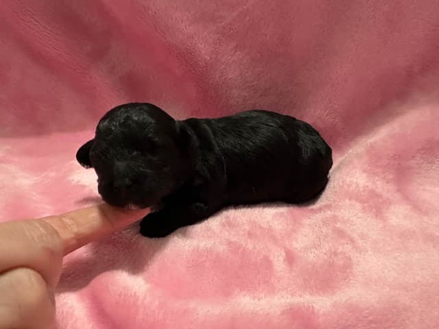 Toy Poodle Female Puppy media 6