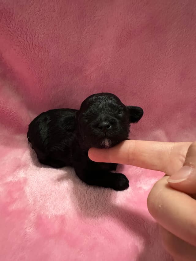 Toy Poodle Female Puppy media 5