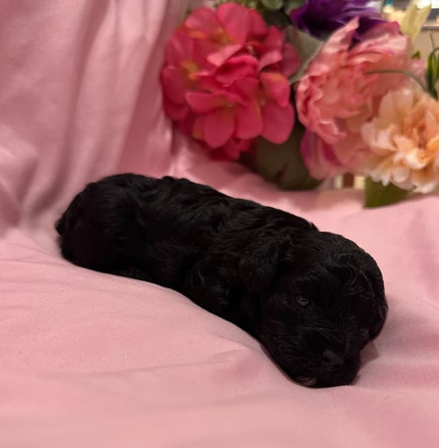 Toy Poodle Female Puppy media 4