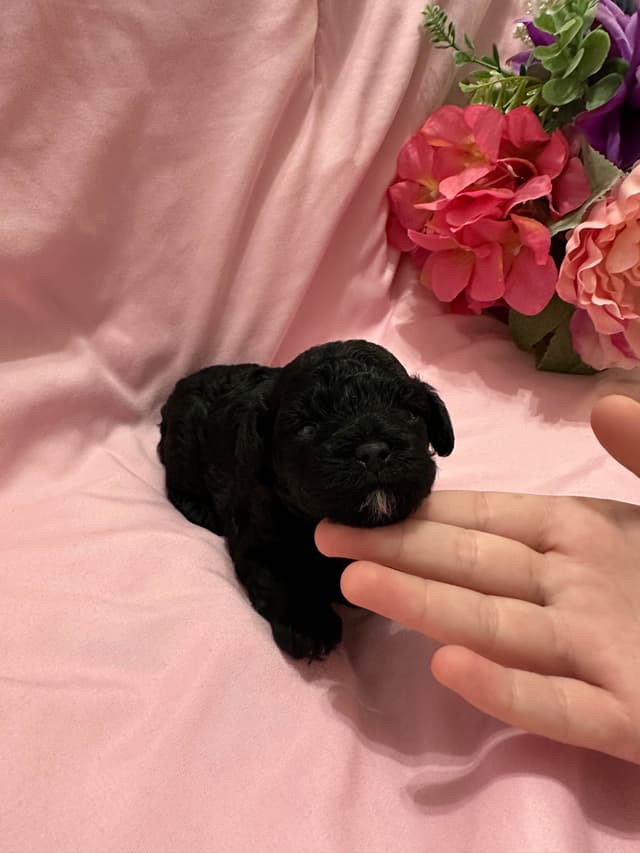 Toy Poodle Female Puppy media 3