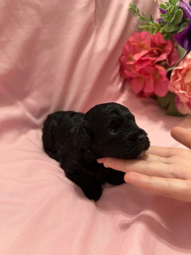 Toy Poodle Female Puppy media 2
