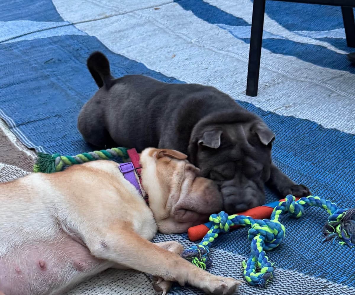 Chinese Shar-Pei Puppies breeder image 1