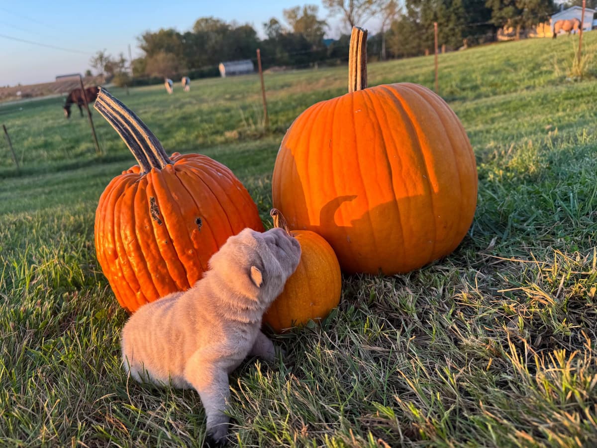 Chinese Shar-Pei Puppies breeder image 2