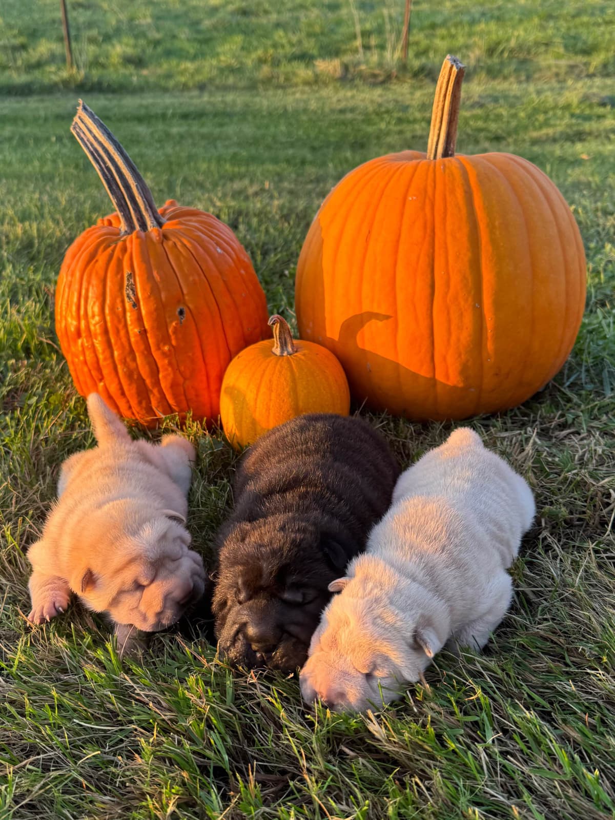 Chinese Shar-Pei Puppies breeder image 4
