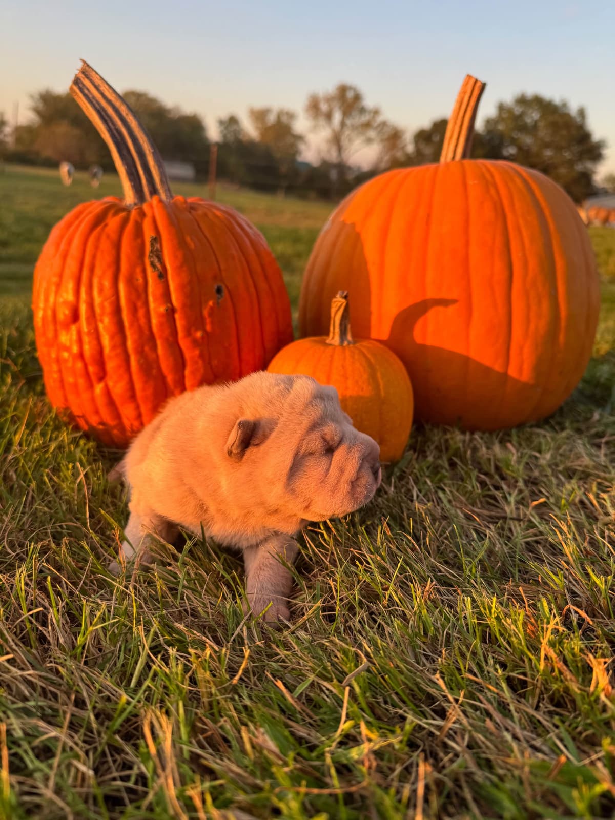 Chinese Shar-Pei Puppies breeder image 3