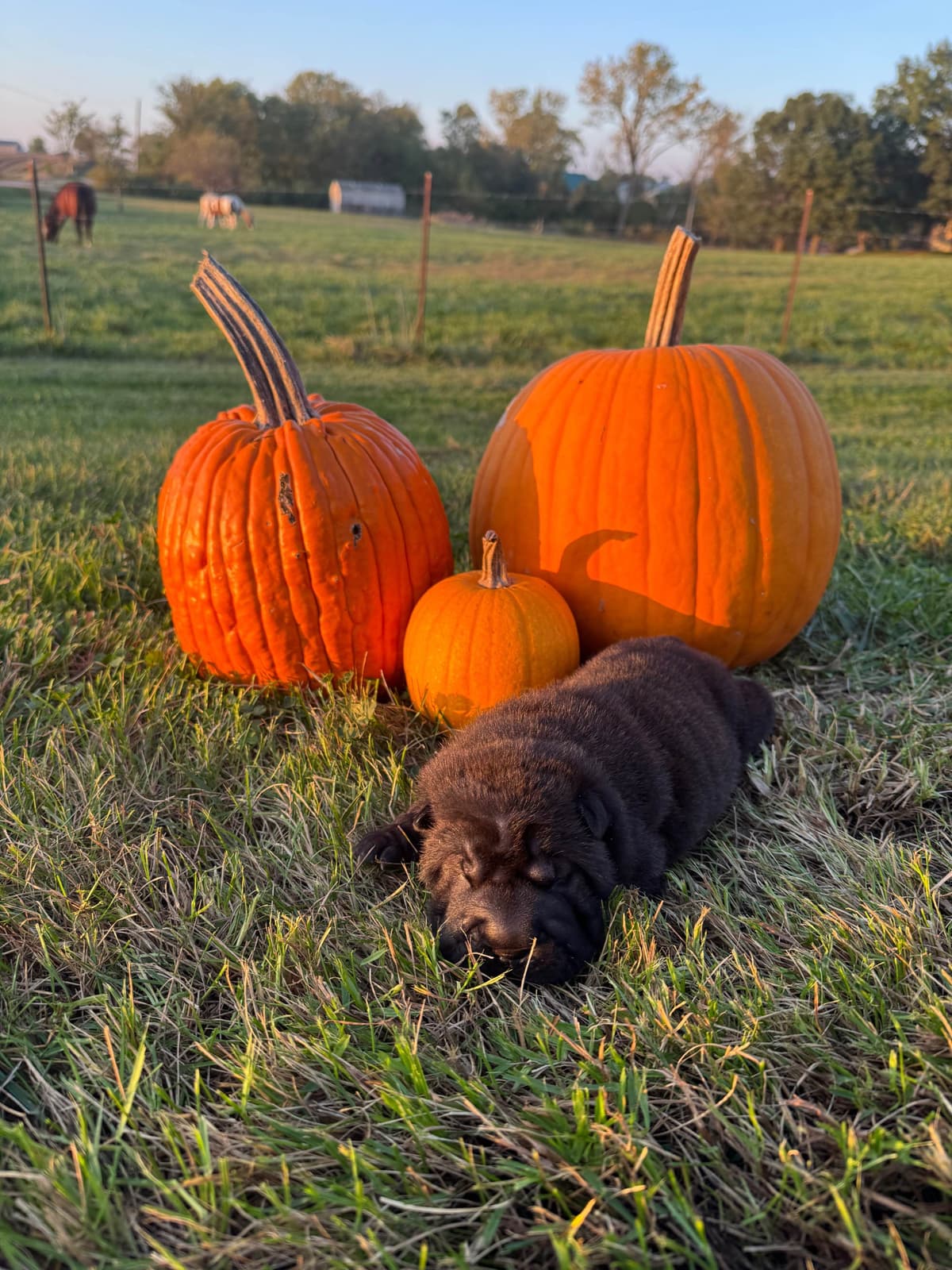Chinese Shar-Pei Puppies breeder image 6