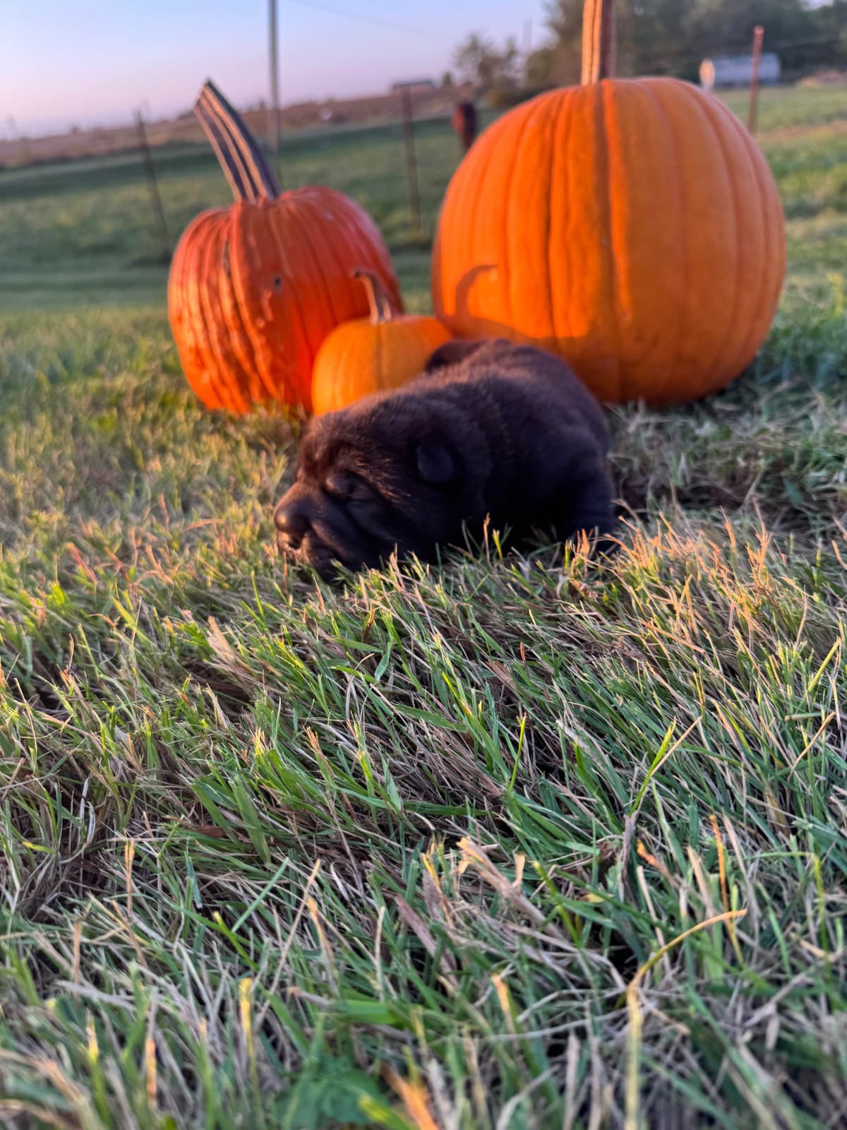 Chinese Shar-Pei Puppies breeder image 5