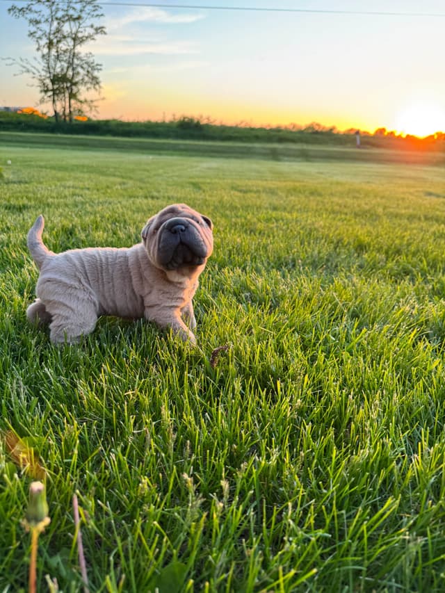 Chinese Shar-Pei Puppies media 5