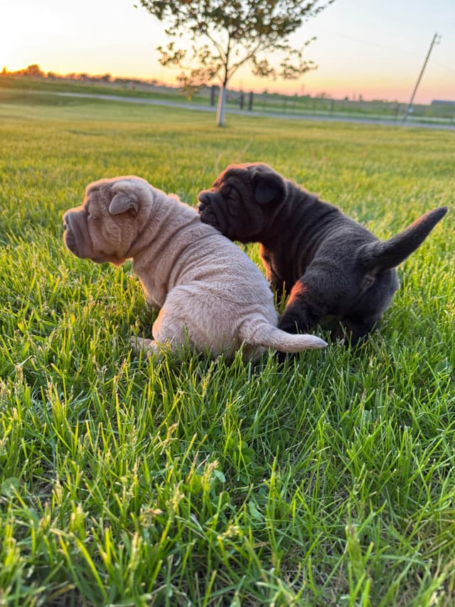 Chinese Shar-Pei Puppies media 4